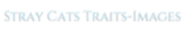 Stray Cats Traits-Images